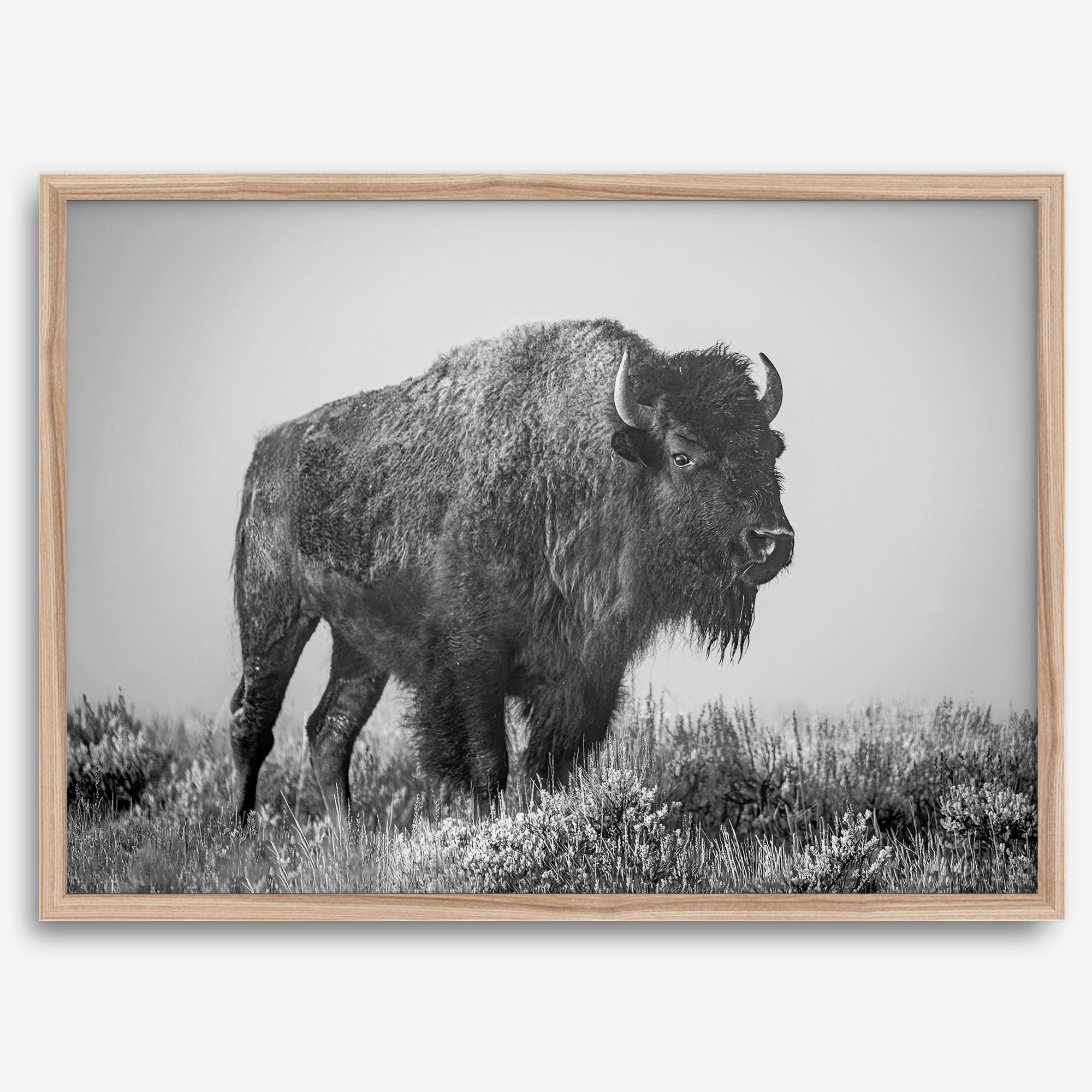 American bison wall art featuring a black and white wildlife photograph of a solitary buffalo in Yellowstone National Park