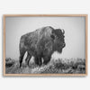 American bison wall art featuring a black and white wildlife photograph of a solitary buffalo in Yellowstone National Park