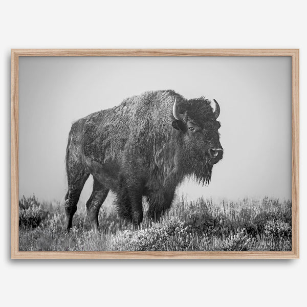 American bison wall art featuring a black and white wildlife photograph of a solitary buffalo in Yellowstone National Park