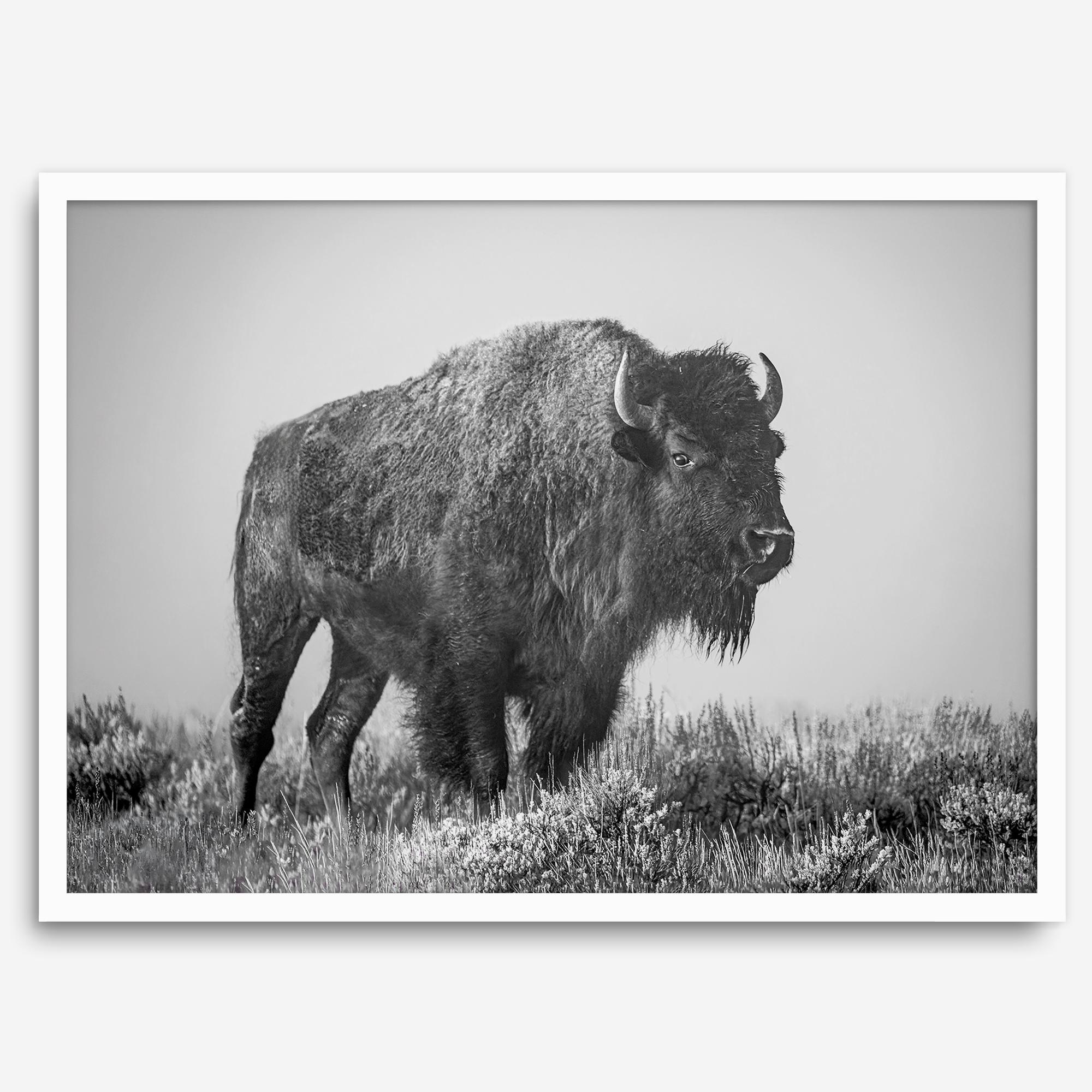 American bison wall art featuring a black and white wildlife photograph of a solitary buffalo in Yellowstone National Park