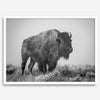 American bison wall art featuring a black and white wildlife photograph of a solitary buffalo in Yellowstone National Park