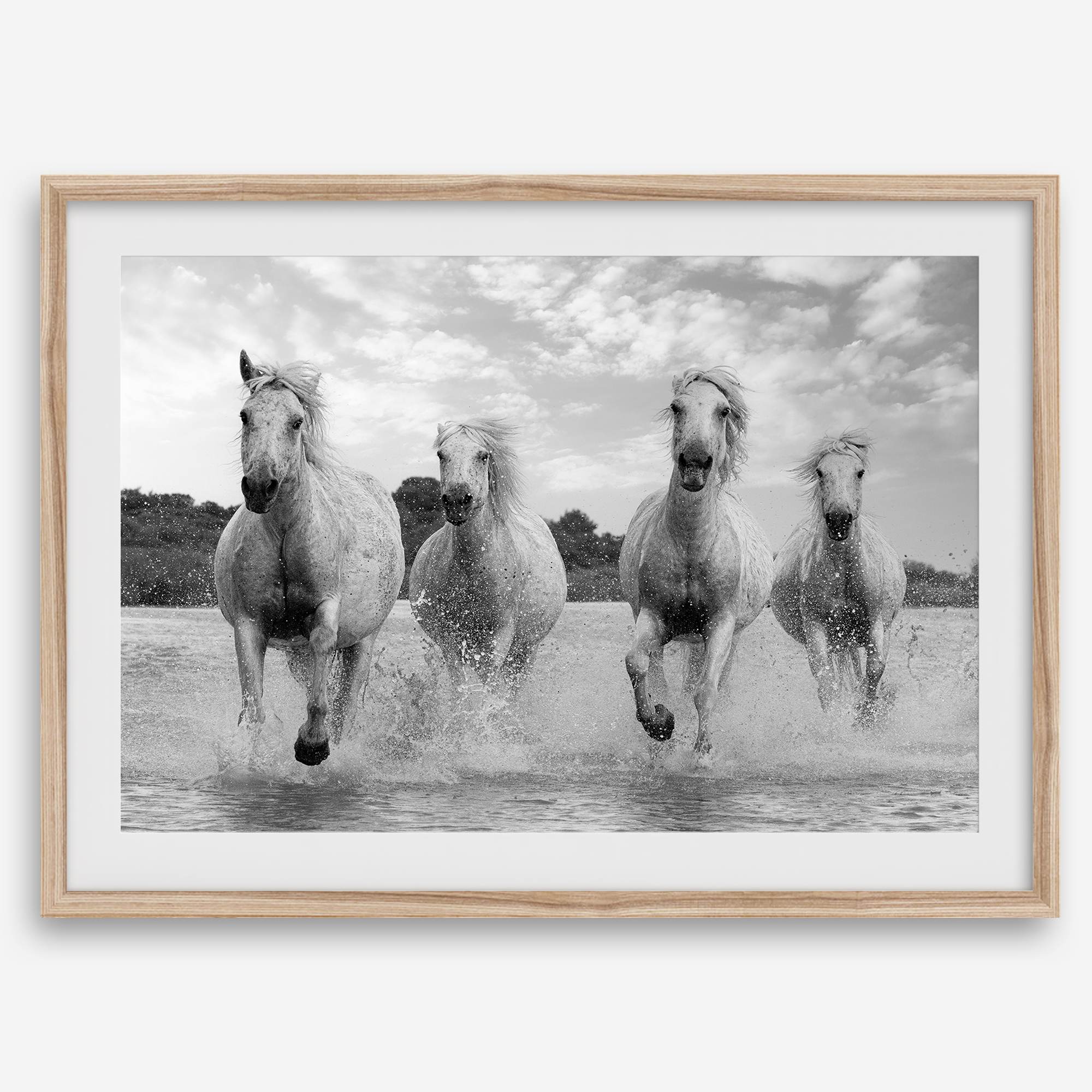Running horses wall art in black and white featuring Camargue horses splashing through coastal waters near Saintes-Maries-de-la-Mer