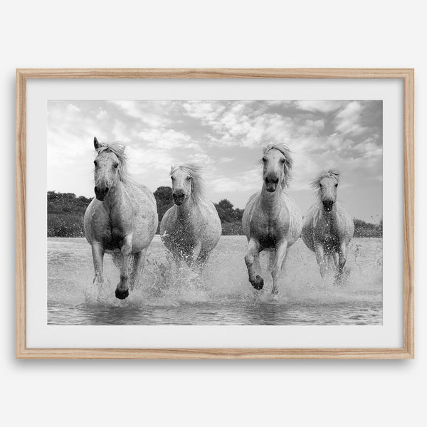 Running horses wall art in black and white featuring Camargue horses splashing through coastal waters near Saintes-Maries-de-la-Mer