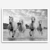 Running horses wall art in black and white featuring Camargue horses splashing through coastal waters near Saintes-Maries-de-la-Mer