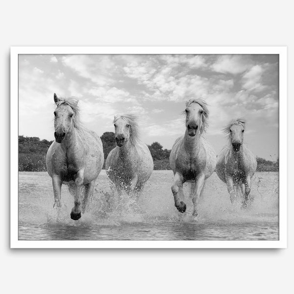 Running horses wall art in black and white featuring Camargue horses splashing through coastal waters near Saintes-Maries-de-la-Mer