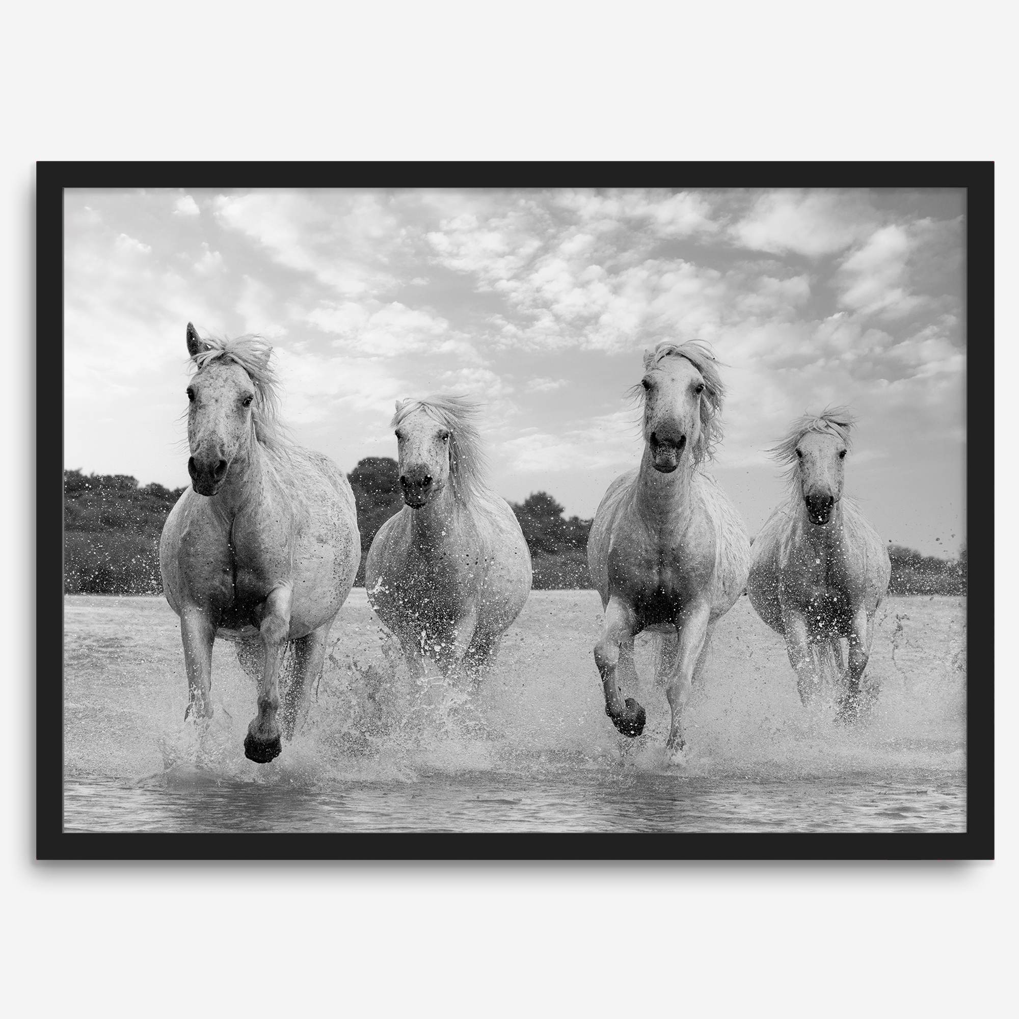 Running horses wall art in black and white featuring Camargue horses splashing through coastal waters near Saintes-Maries-de-la-Mer