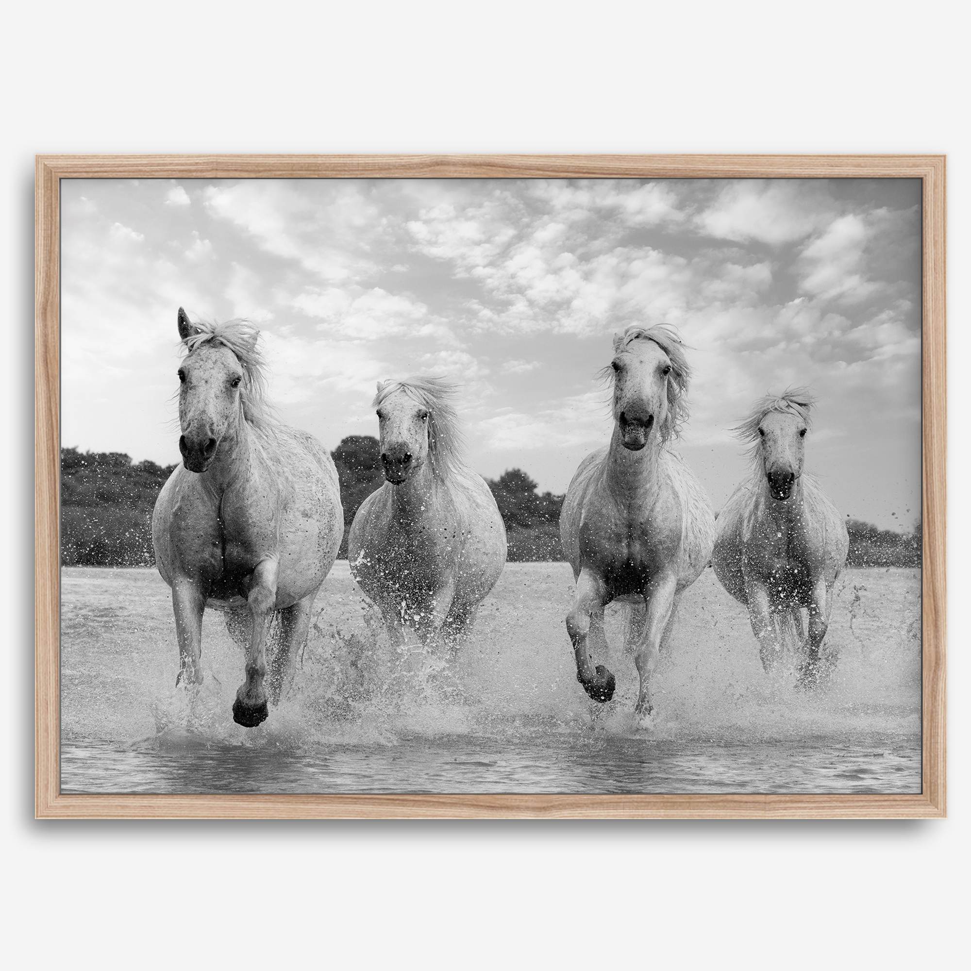Running horses wall art in black and white featuring Camargue horses splashing through coastal waters near Saintes-Maries-de-la-Mer