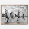 Running horses wall art in black and white featuring Camargue horses splashing through coastal waters near Saintes-Maries-de-la-Mer
