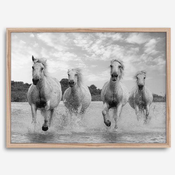 Running horses wall art in black and white featuring Camargue horses splashing through coastal waters near Saintes-Maries-de-la-Mer