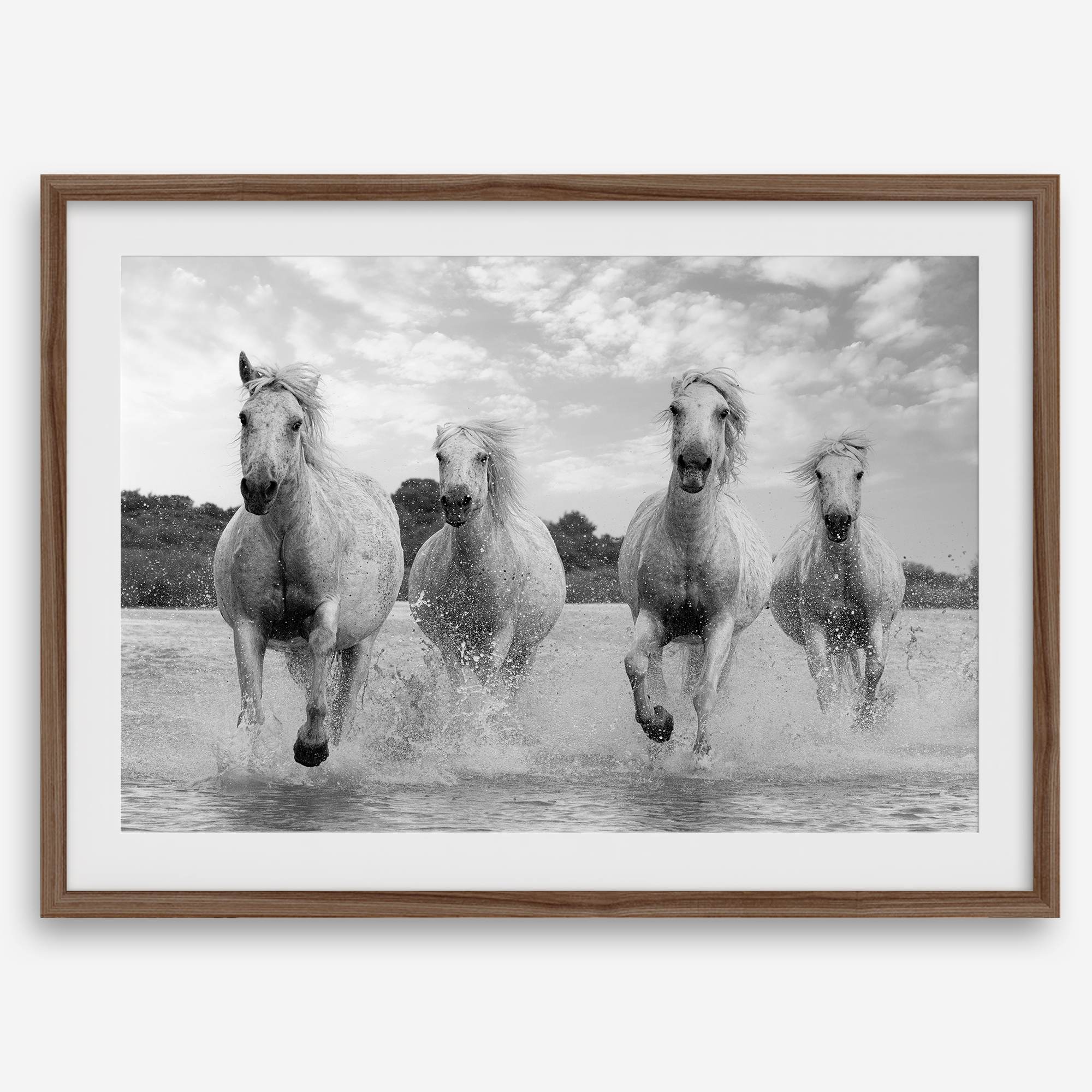 Running horses wall art in black and white featuring Camargue horses splashing through coastal waters near Saintes-Maries-de-la-Mer