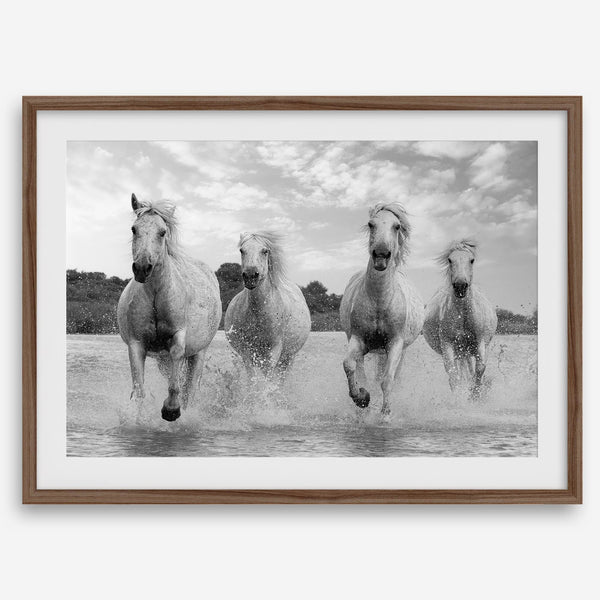 Running horses wall art in black and white featuring Camargue horses splashing through coastal waters near Saintes-Maries-de-la-Mer