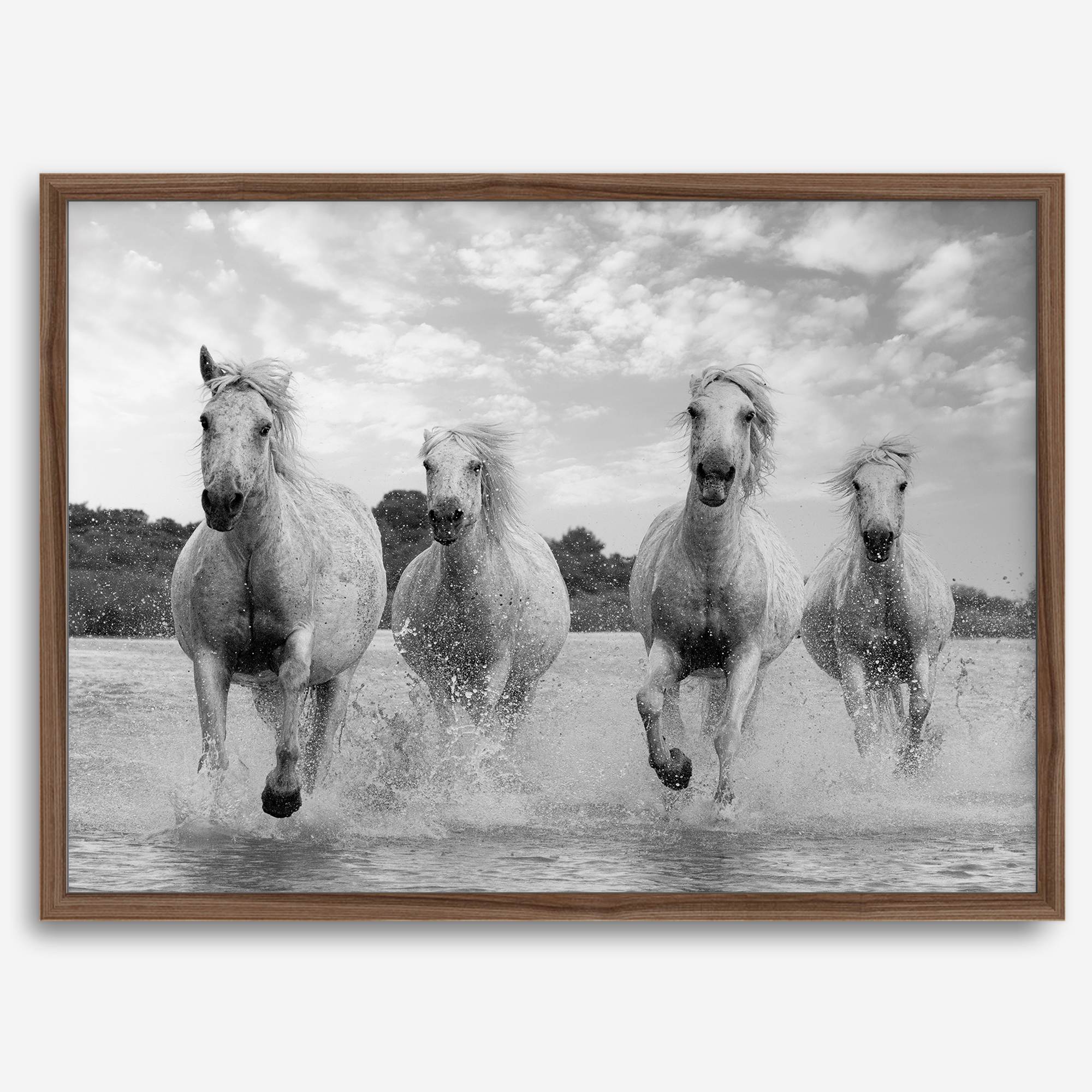 Running horses wall art in black and white featuring Camargue horses splashing through coastal waters near Saintes-Maries-de-la-Mer