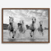 Running horses wall art in black and white featuring Camargue horses splashing through coastal waters near Saintes-Maries-de-la-Mer