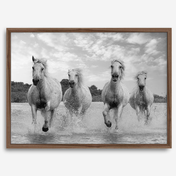 Running horses wall art in black and white featuring Camargue horses splashing through coastal waters near Saintes-Maries-de-la-Mer