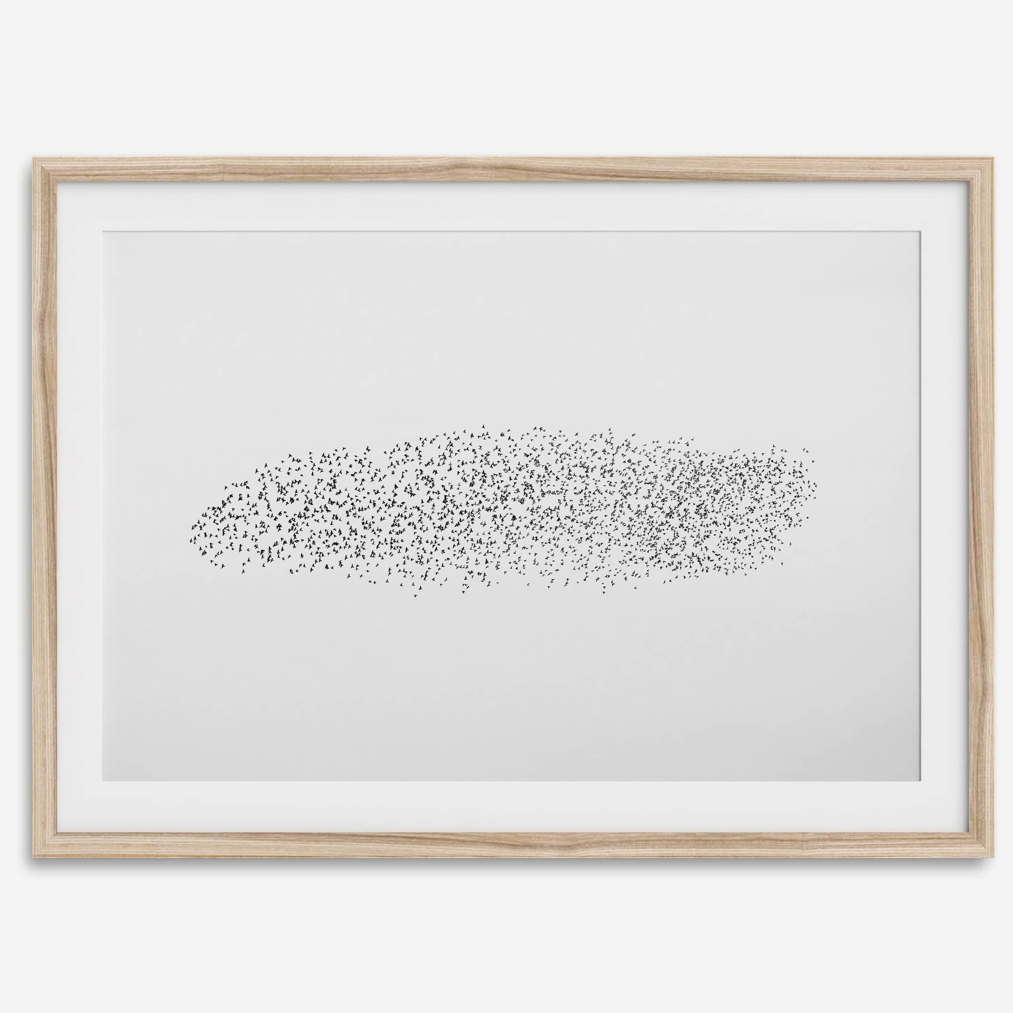 Black and white nature photography landscape of a starling murmuration in flight.