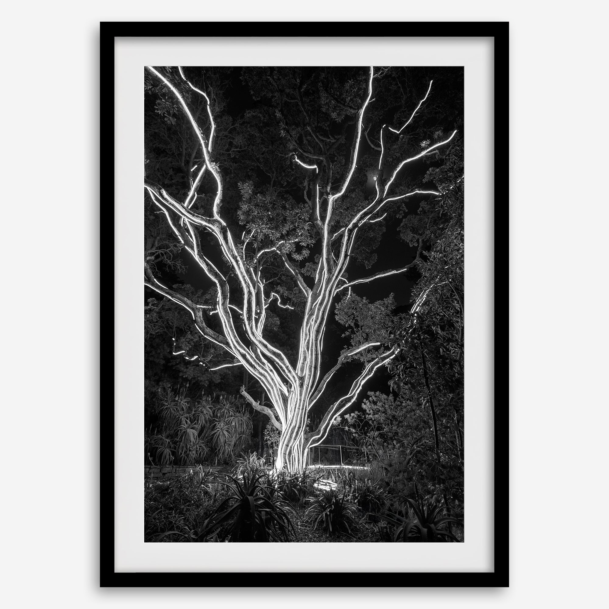 Black and white tree print, glowing night photography botanical wall art from botanical gardens in San Francisco