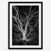 Black and white tree print, glowing night photography botanical wall art from botanical gardens in San Francisco