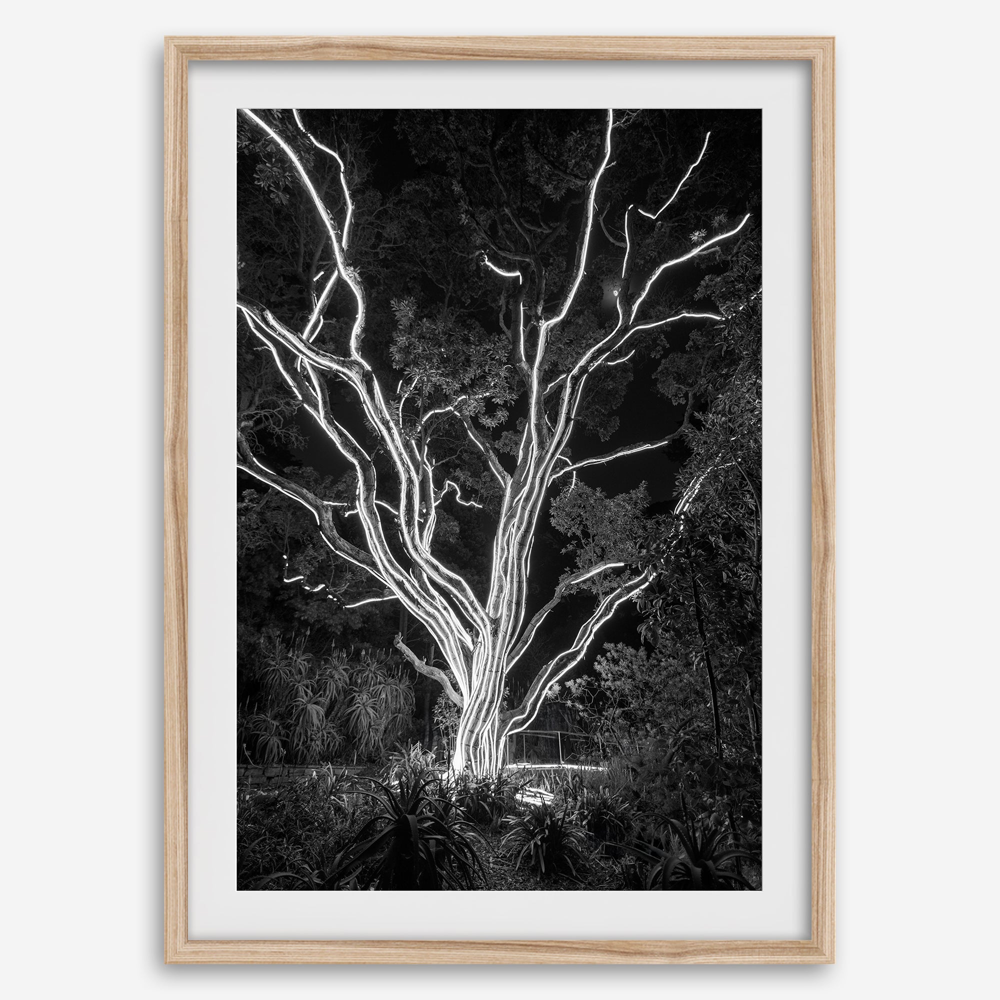 Black and white tree print, glowing night photography botanical wall art from botanical gardens in San Francisco