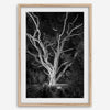 Black and white tree print, glowing night photography botanical wall art from botanical gardens in San Francisco