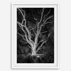 Black and white tree print, glowing night photography botanical wall art from botanical gardens in San Francisco