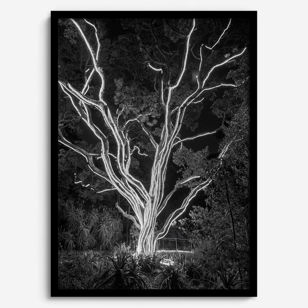 Black and white tree print, glowing night photography botanical wall art from botanical gardens in San Francisco