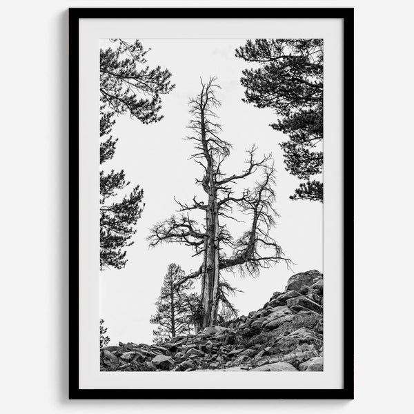 Black and white tree print in Hoover Wilderness with rocky hillside, modern neutral forest wall art photography.​