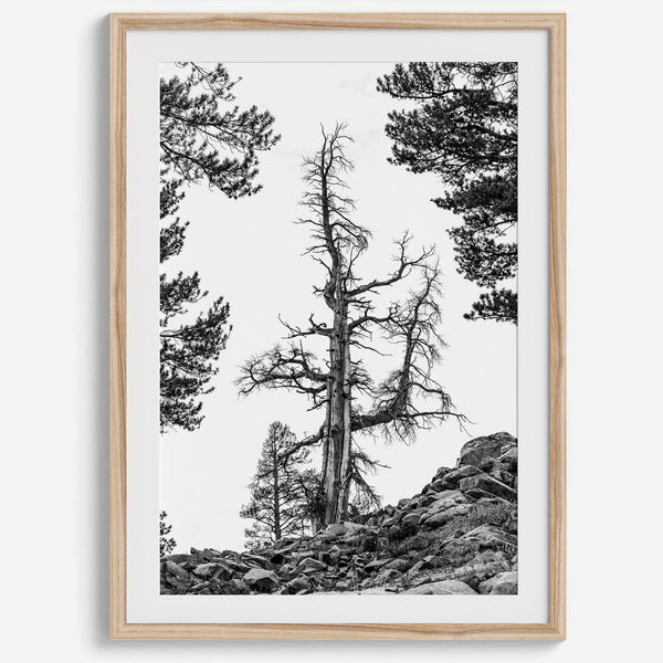 Black and white tree print in Hoover Wilderness with rocky hillside, modern neutral forest wall art photography.​
