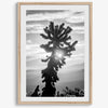 black and white cactus print and desert wall art showcasing a vivid sunset through a beautiful cactus silhouette. 