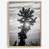 black and white cactus print and desert wall art showcasing a vivid sunset through a beautiful cactus silhouette. 