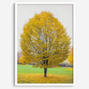 Framed fall wall decor print of a golden tree in Prague during autumn.