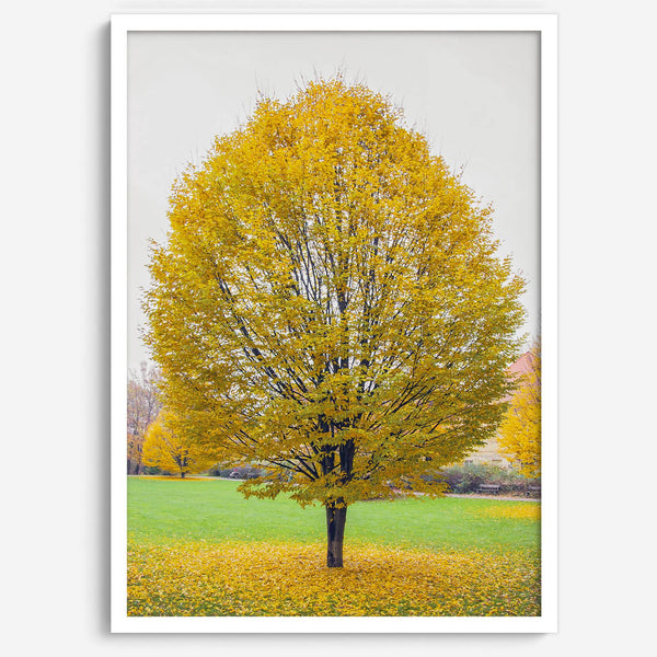 Framed fall wall decor print of a golden tree in Prague during autumn.