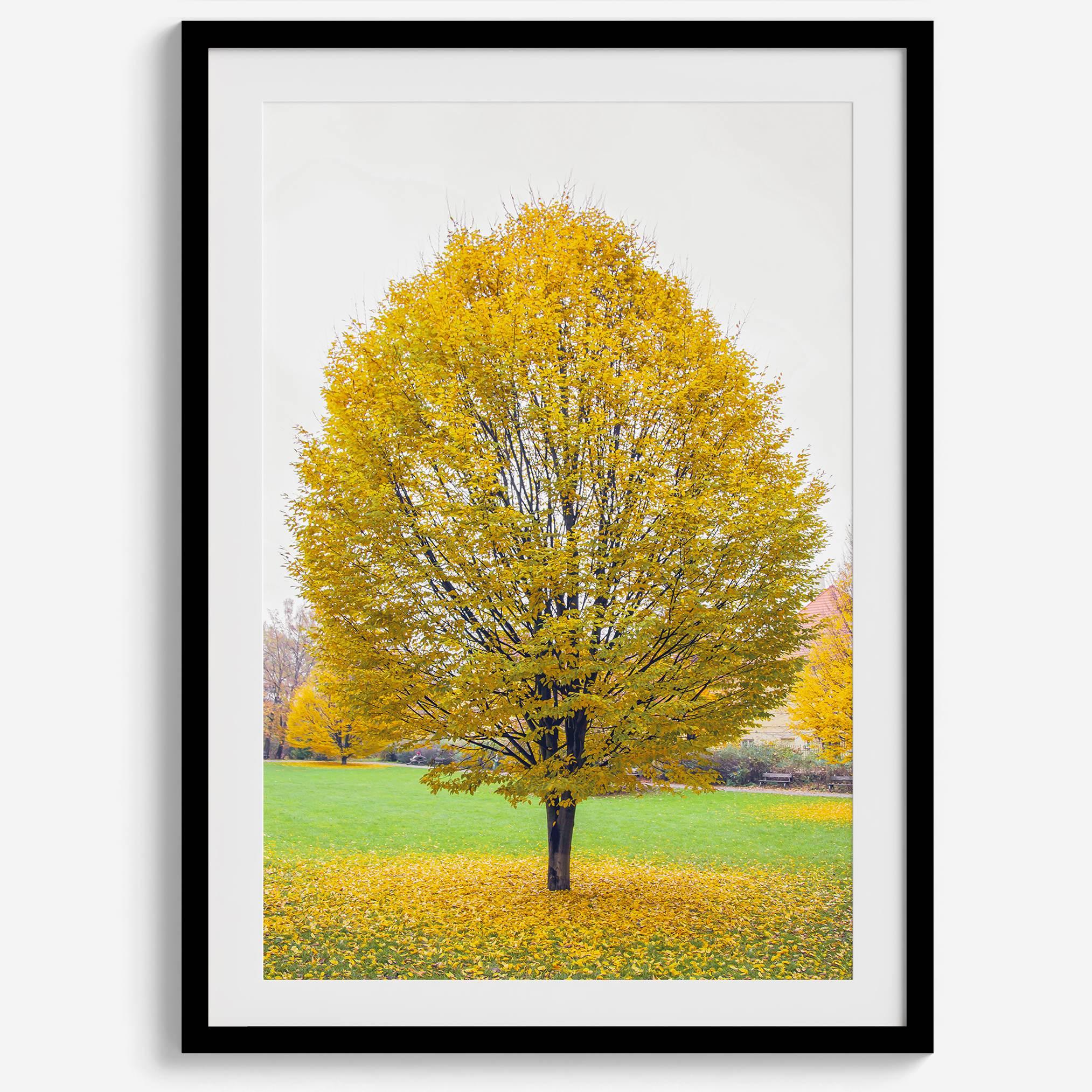 Framed fall wall decor print of a golden tree in Prague during autumn.