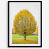 Framed fall wall decor print of a golden tree in Prague during autumn.