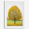 Framed fall wall decor print of a golden tree in Prague during autumn.