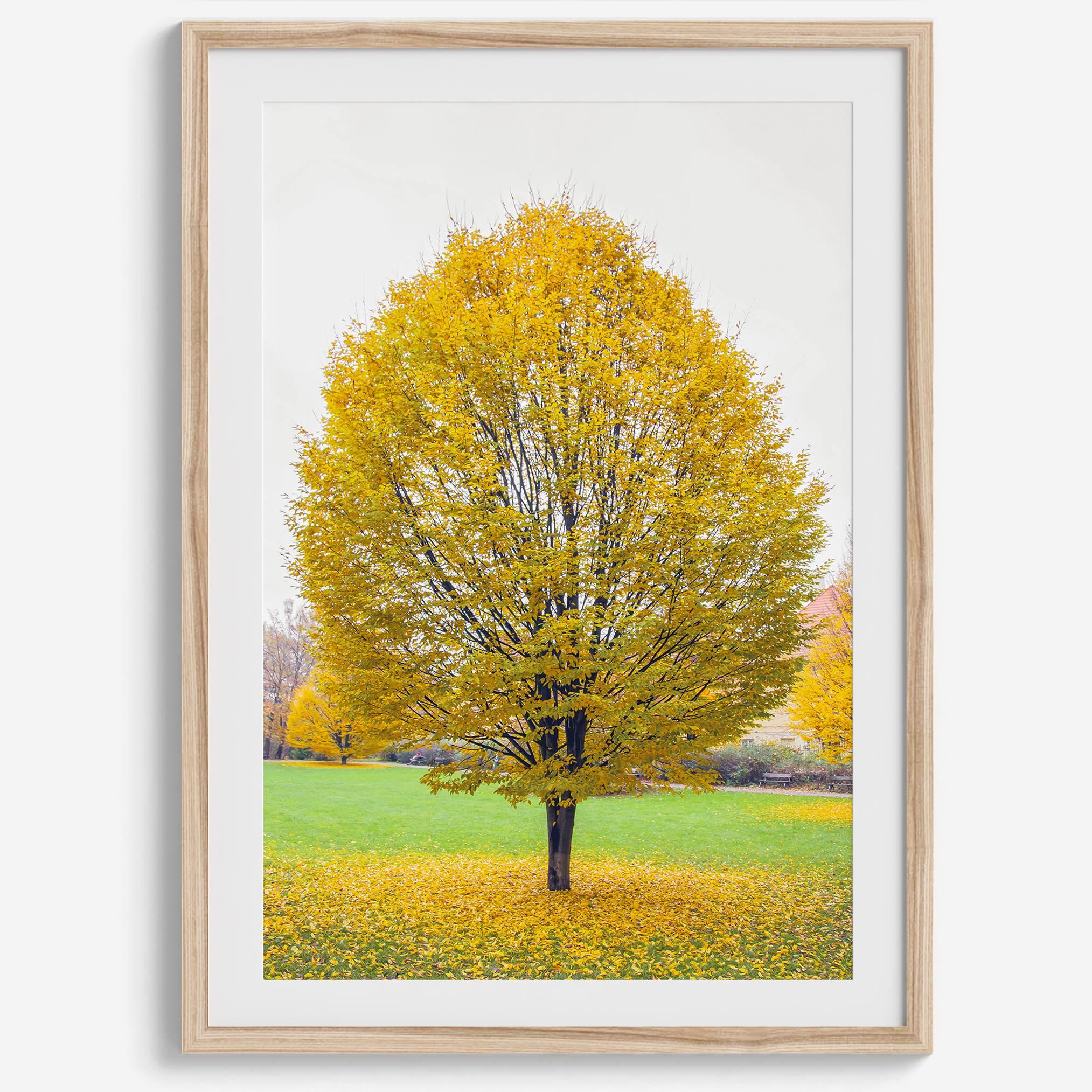 Framed fall wall decor print of a golden tree in Prague during autumn.