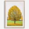 Framed fall wall decor print of a golden tree in Prague during autumn.