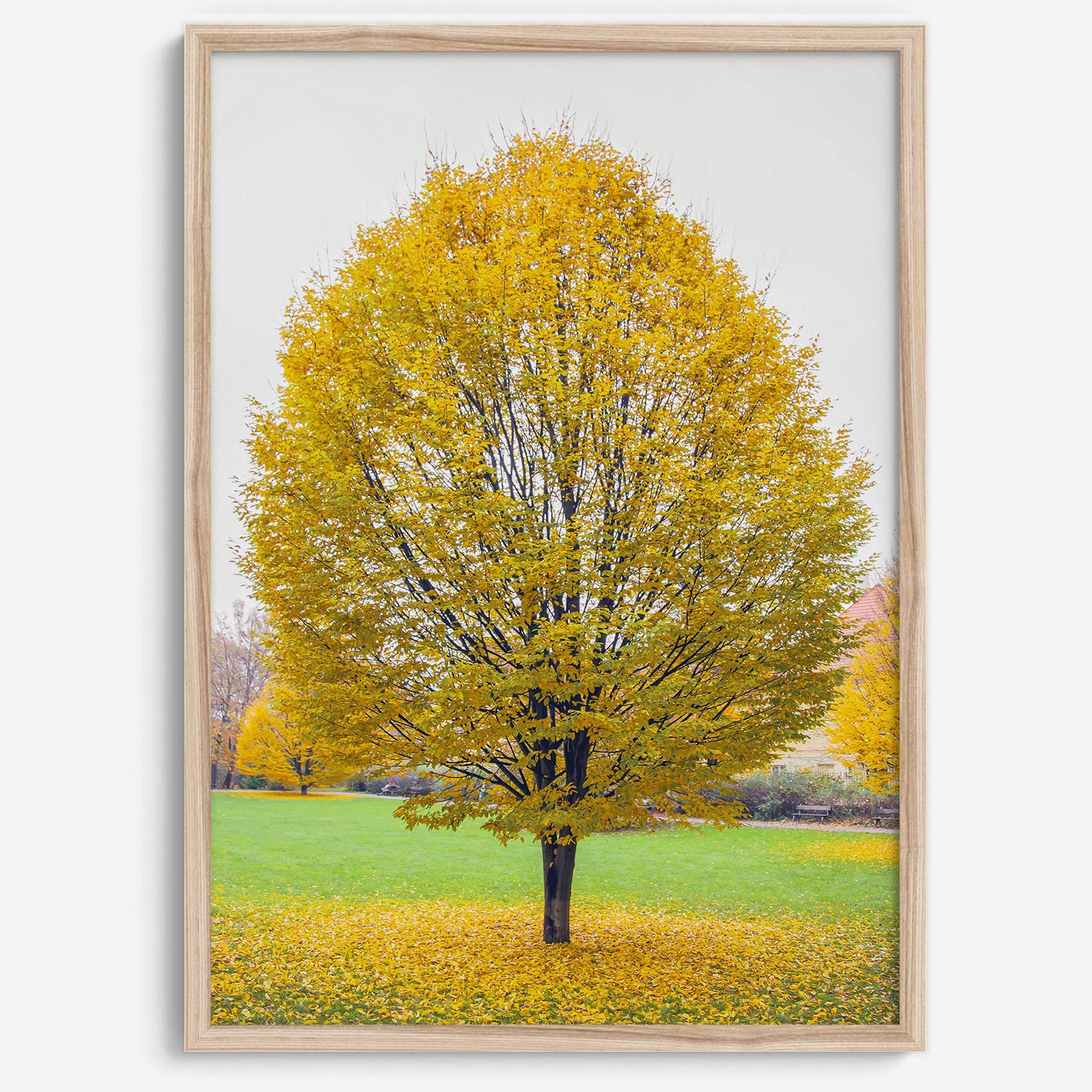 Framed fall wall decor print of a golden tree in Prague during autumn.