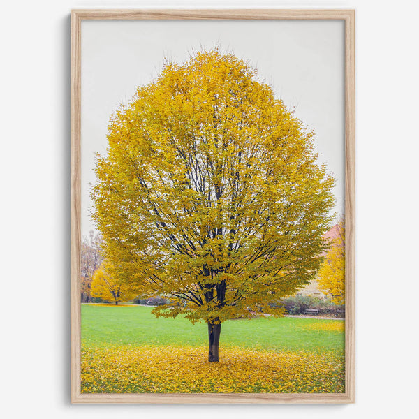 Framed fall wall decor print of a golden tree in Prague during autumn.