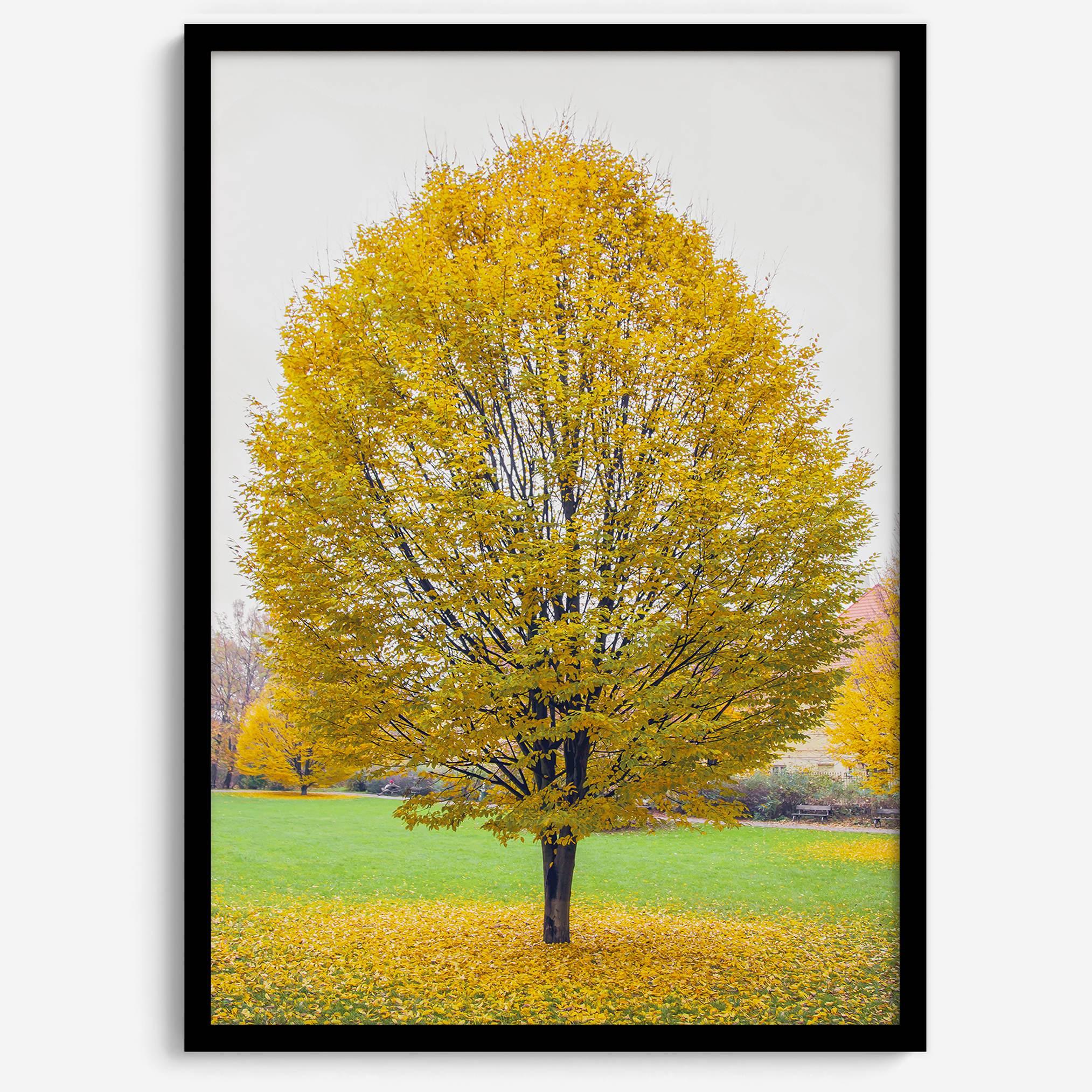 Framed fall wall decor print of a golden tree in Prague during autumn.