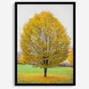 Framed fall wall decor print of a golden tree in Prague during autumn.