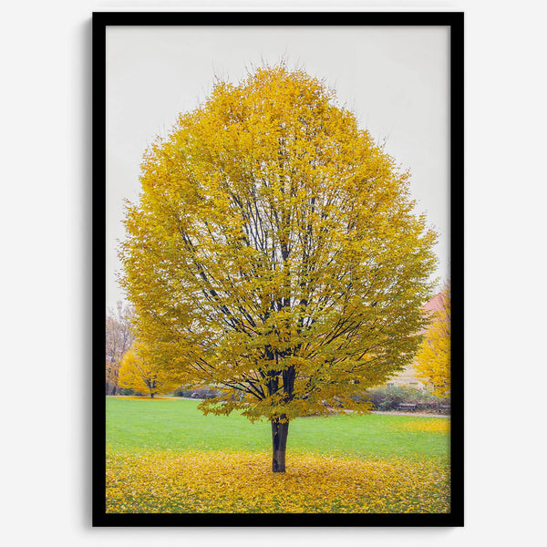 Framed fall wall decor print of a golden tree in Prague during autumn.