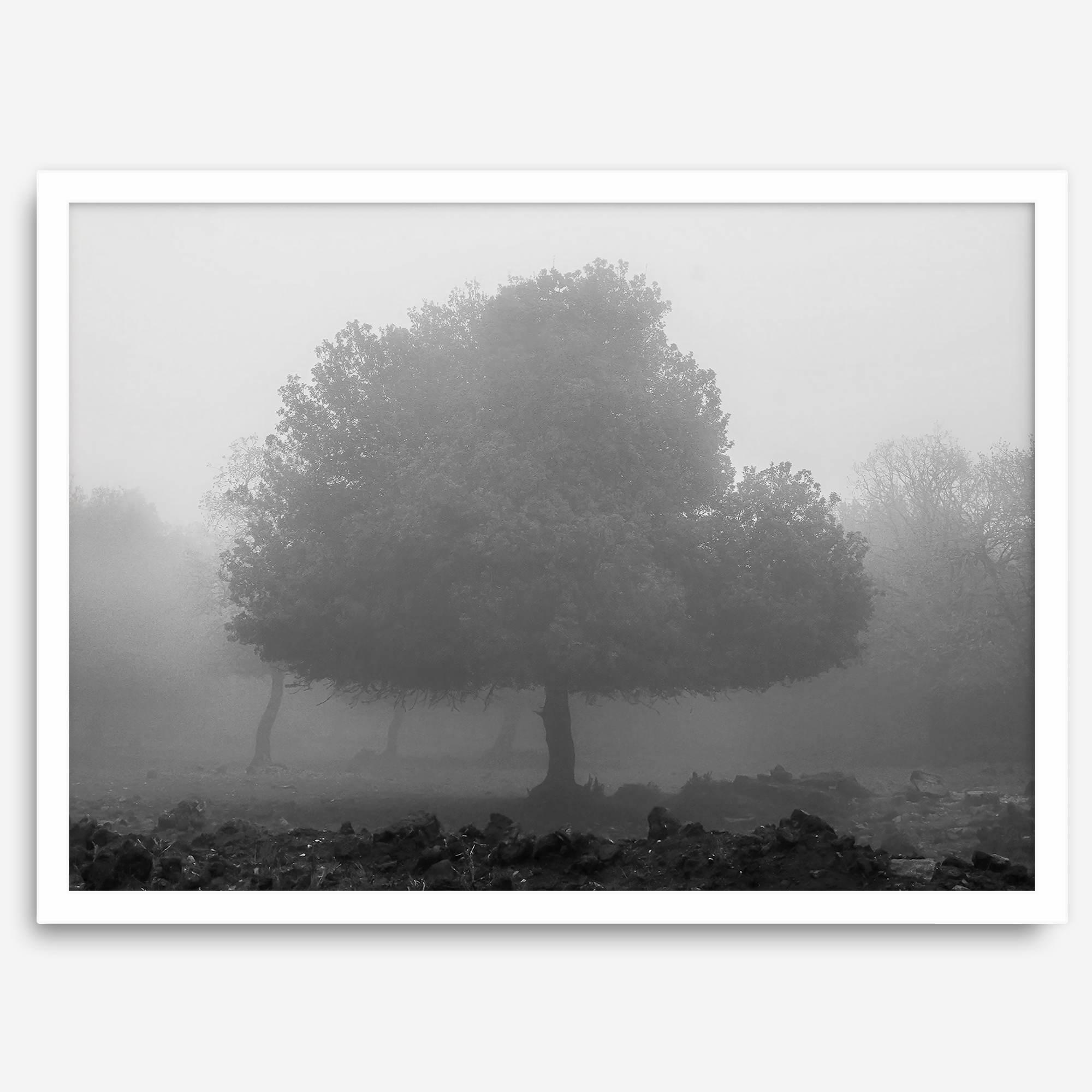 Black and white minimalist fine art photography print of a single tree shrouded in mist. This moody landscape captures the serenity and mystery of a foggy forest, creating a calming and peaceful atmosphere