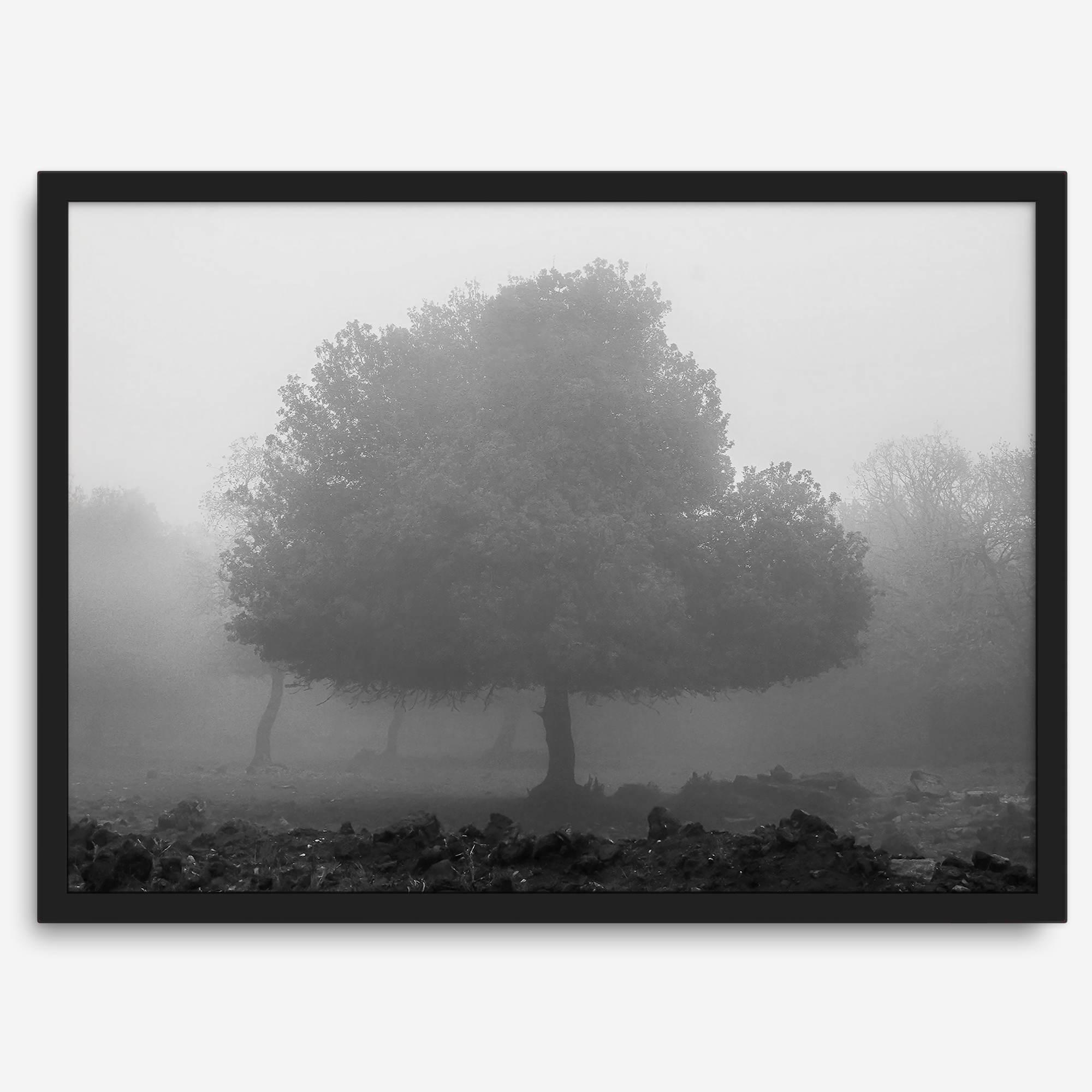 Black and white minimalist fine art photography print of a single tree shrouded in mist. This moody landscape captures the serenity and mystery of a foggy forest, creating a calming and peaceful atmosphere