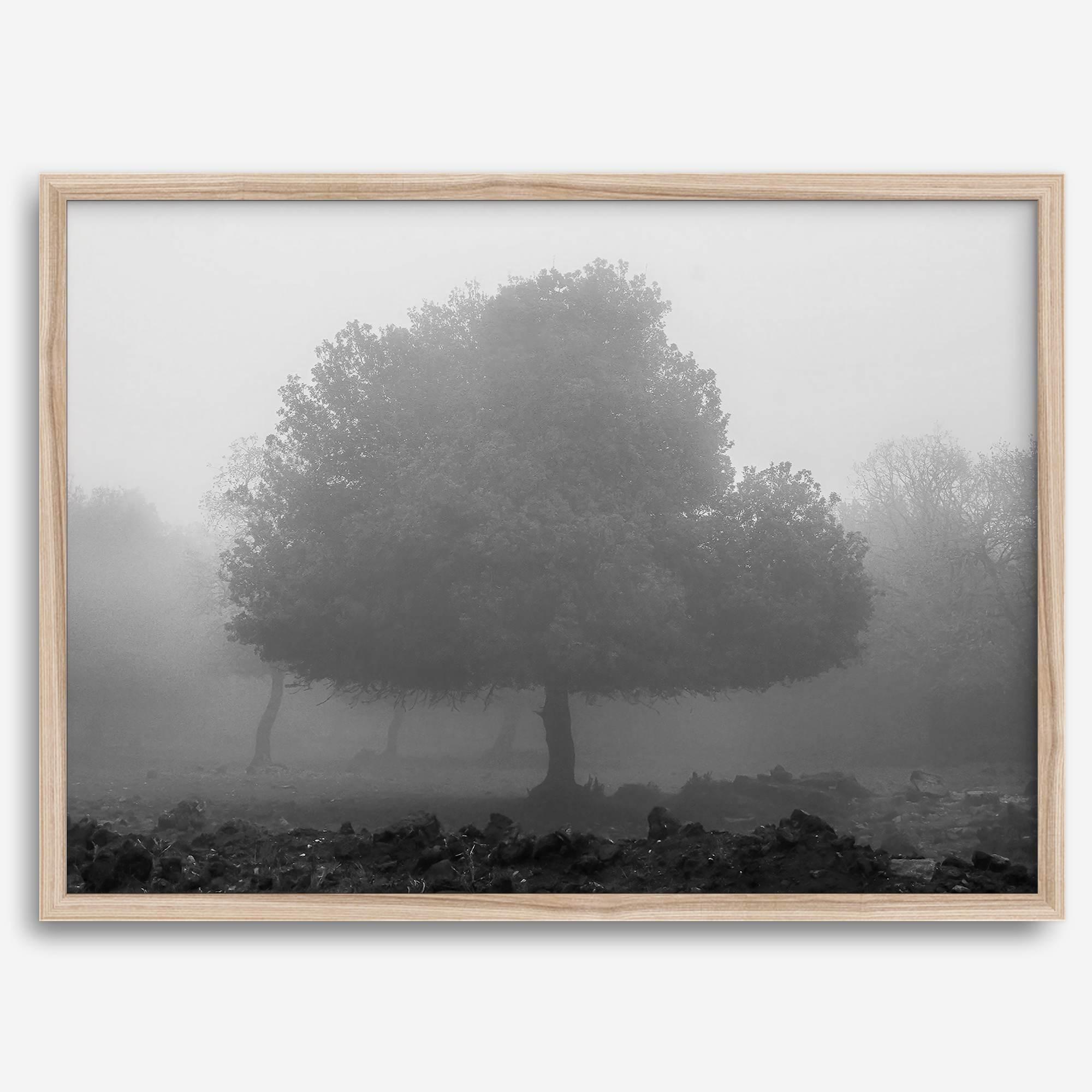 Black and white minimalist fine art photography print of a single tree shrouded in mist. This moody landscape captures the serenity and mystery of a foggy forest, creating a calming and peaceful atmosphere