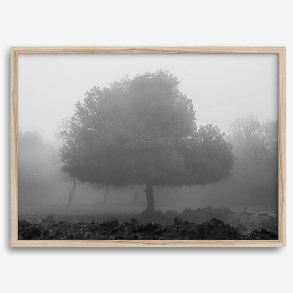 Black and white minimalist fine art photography print of a single tree shrouded in mist. This moody landscape captures the serenity and mystery of a foggy forest, creating a calming and peaceful atmosphere