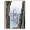Foggy Golden Gate Bridge framed by cypress trees, San Francisco landscape photography