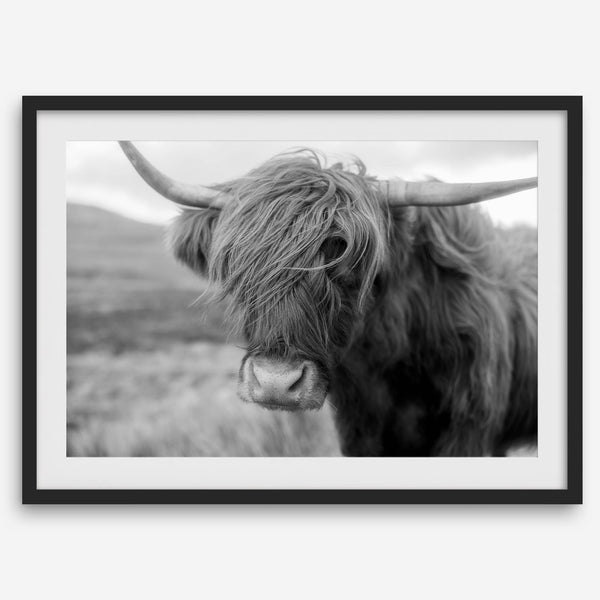 Fine art black and white Highland cow wall art featuring a close-up portrait captured in the Scotland Highlands.
