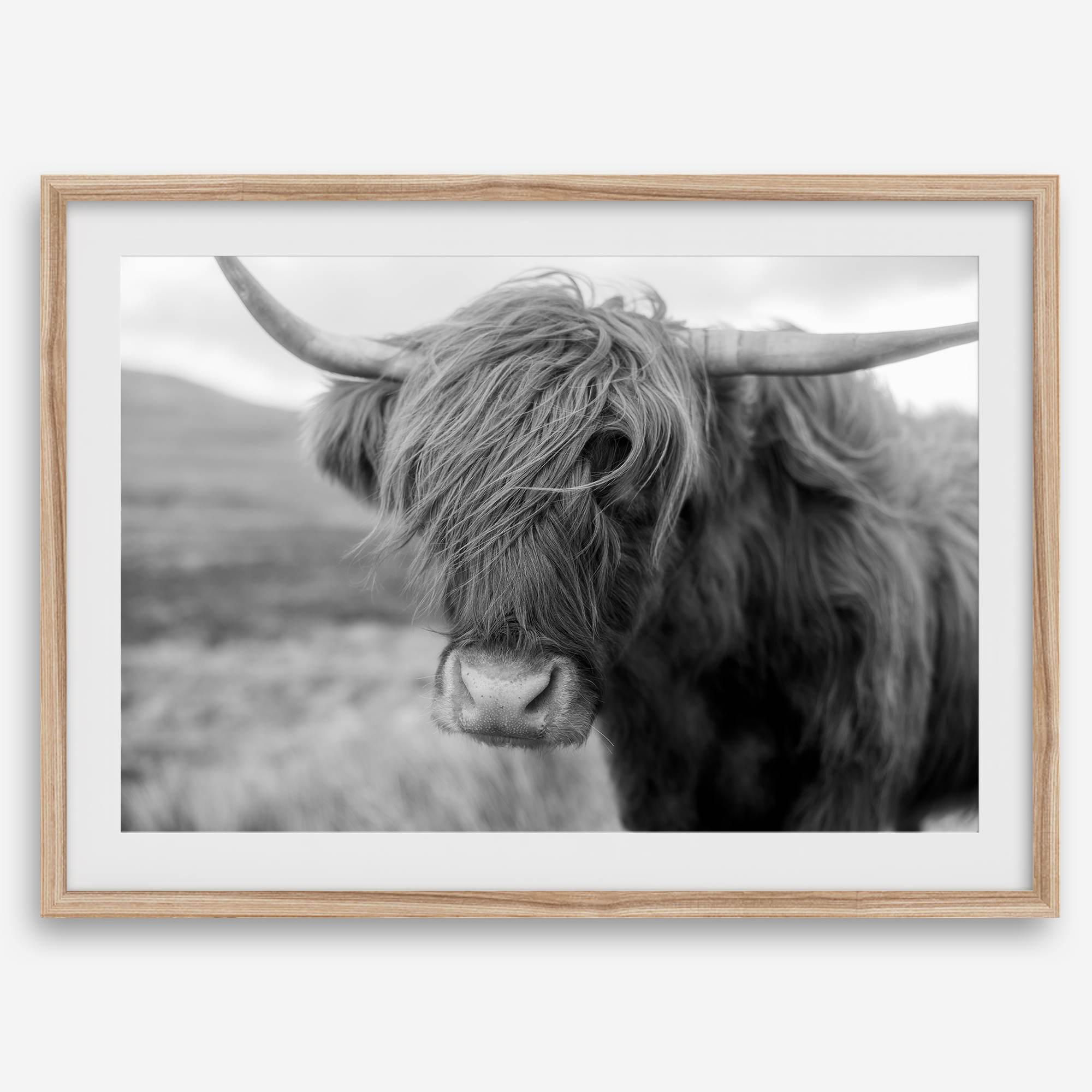 Fine art black and white Highland cow wall art featuring a close-up portrait captured in the Scotland Highlands.