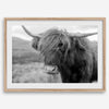 Fine art black and white Highland cow wall art featuring a close-up portrait captured in the Scotland Highlands.