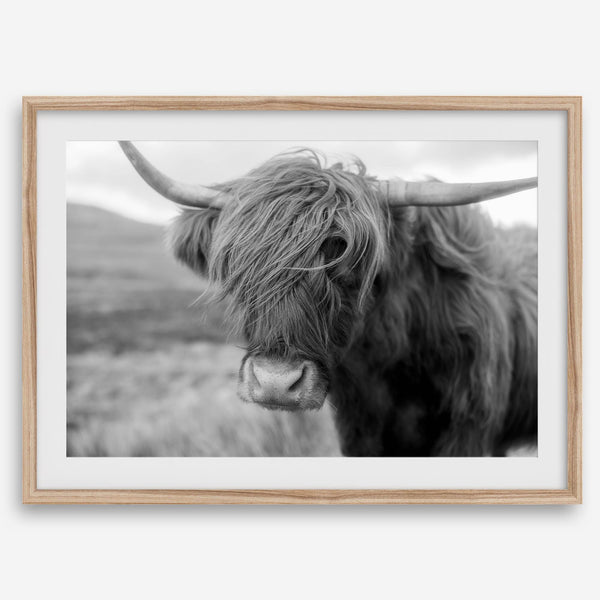 Fine art black and white Highland cow wall art featuring a close-up portrait captured in the Scotland Highlands.
